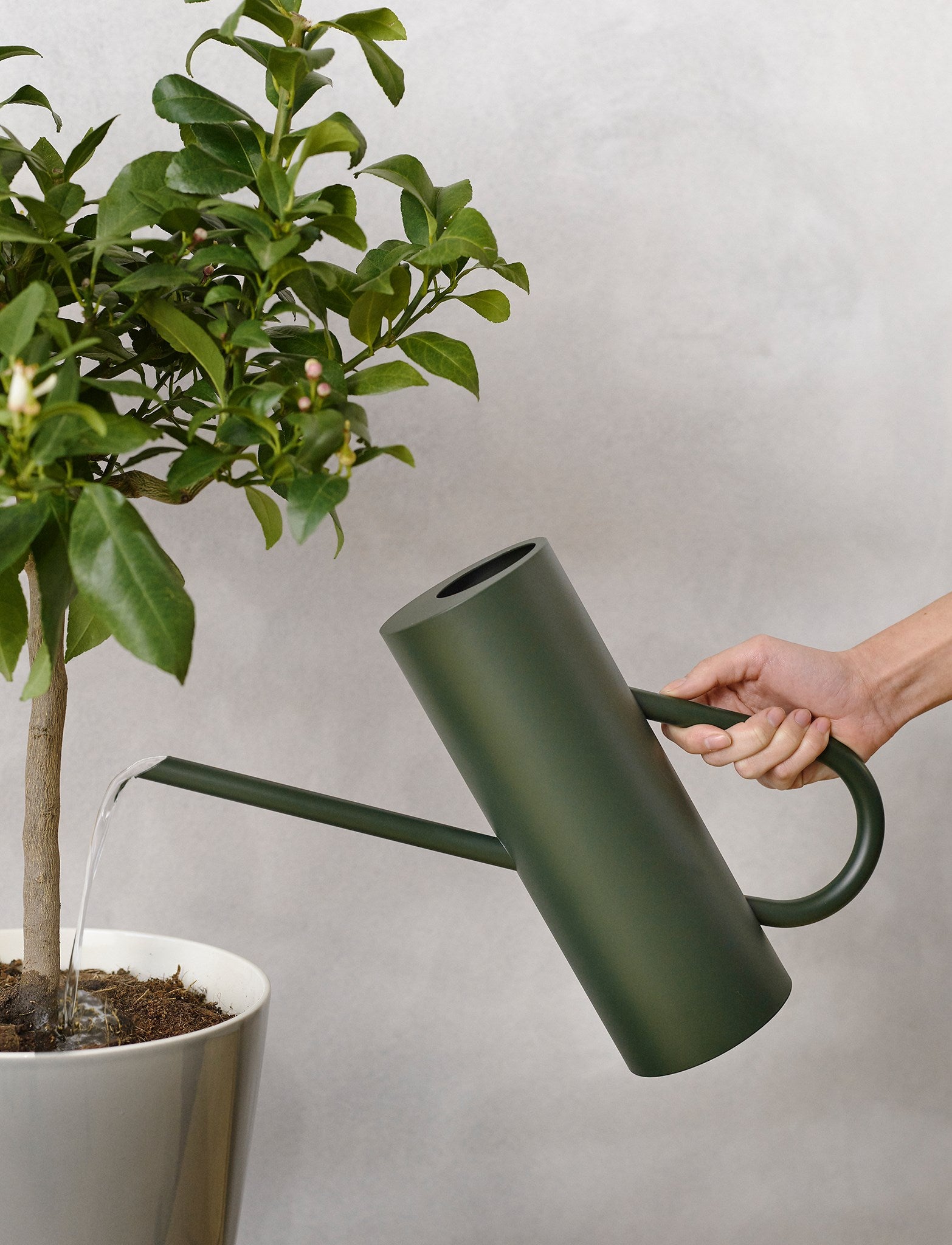 Stelton Classic Bloom arrosoir 2 L vert